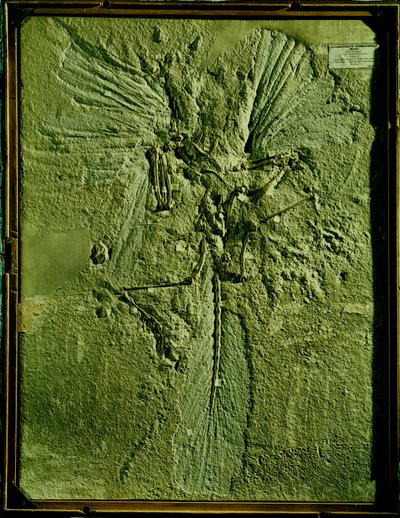 Gipsafgietsel van Archaeopteryx lithographica door Unbekannt Unbekannt